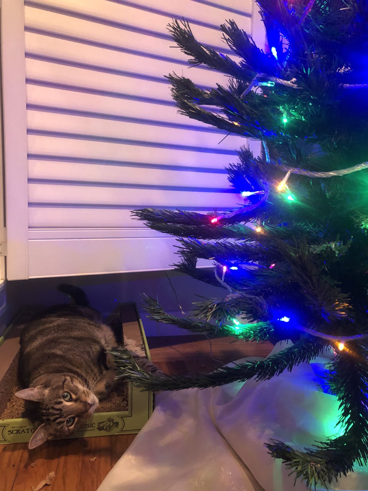 Christmas Cats 2019